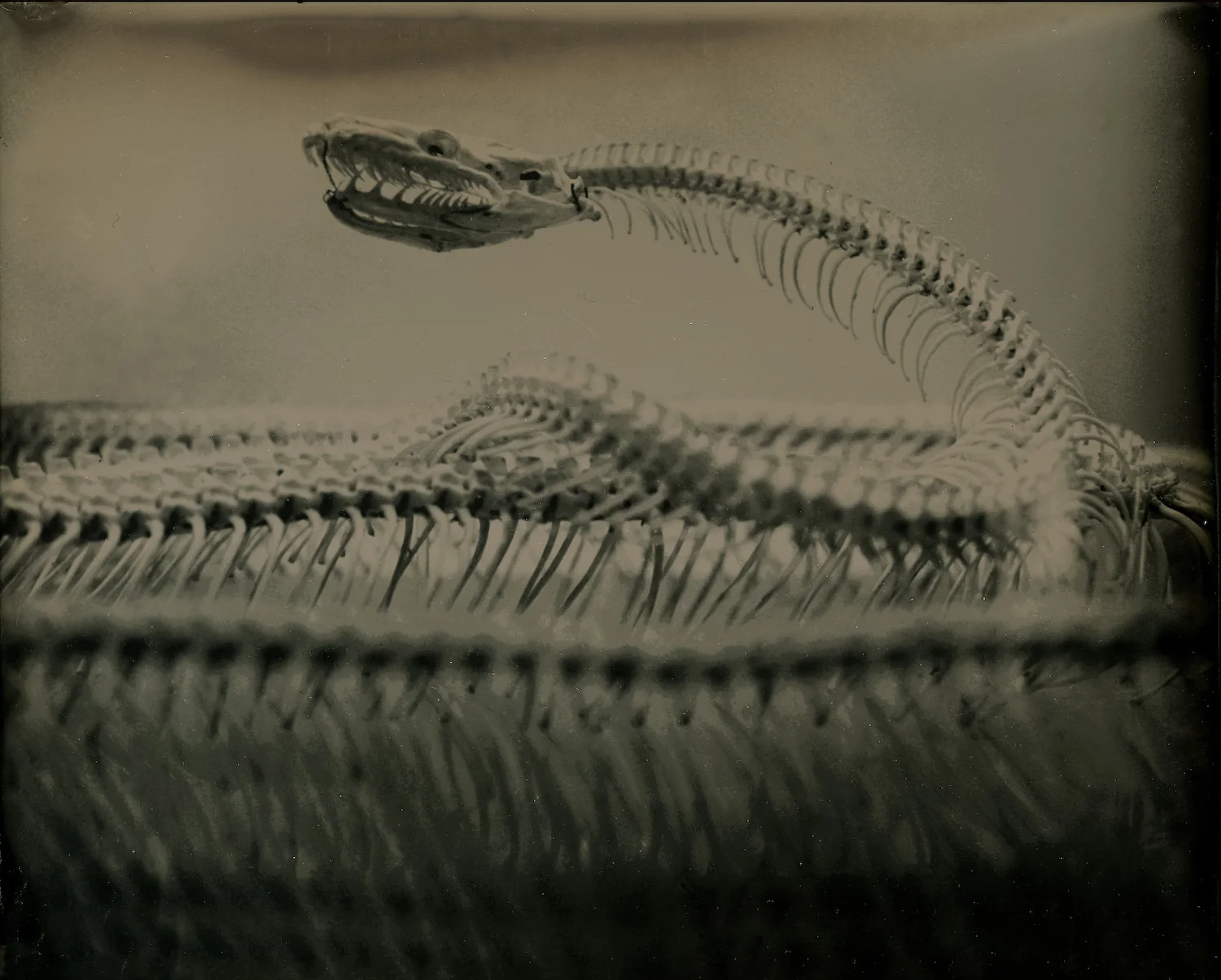 Snake