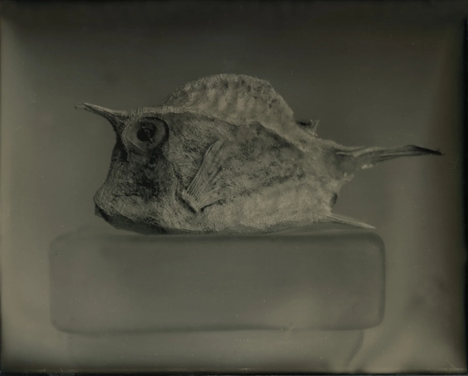 Horned Fish