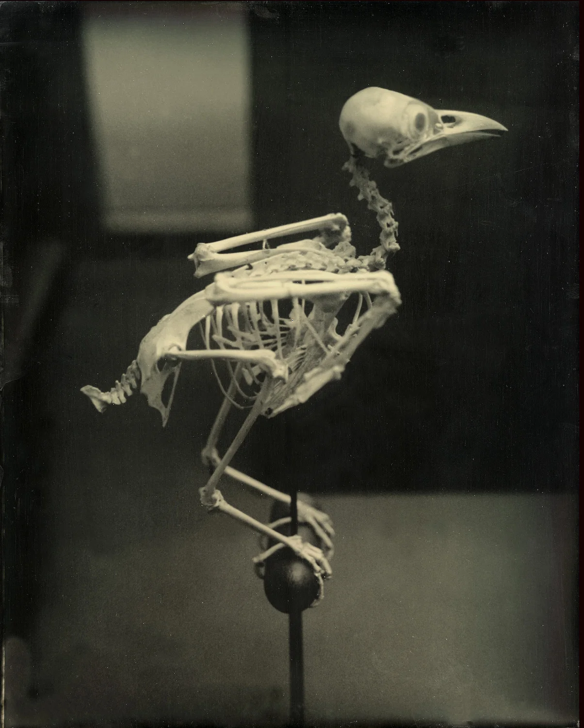 Perched Bird