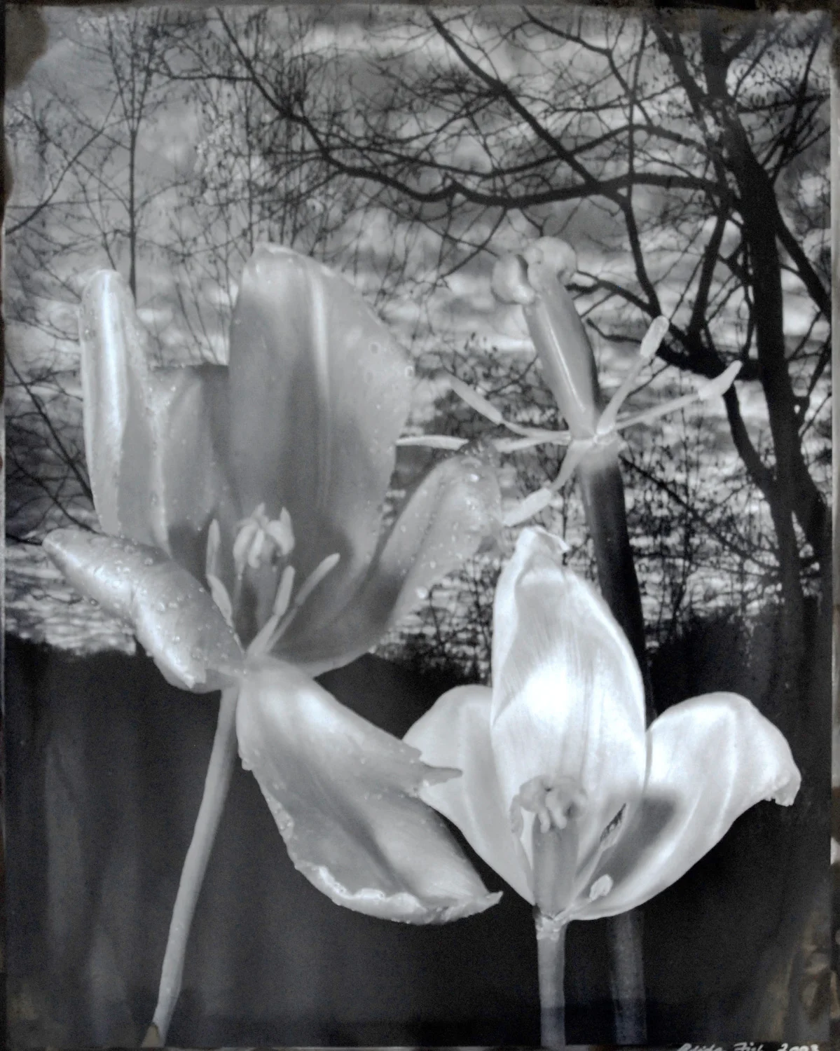 Penland Tulips