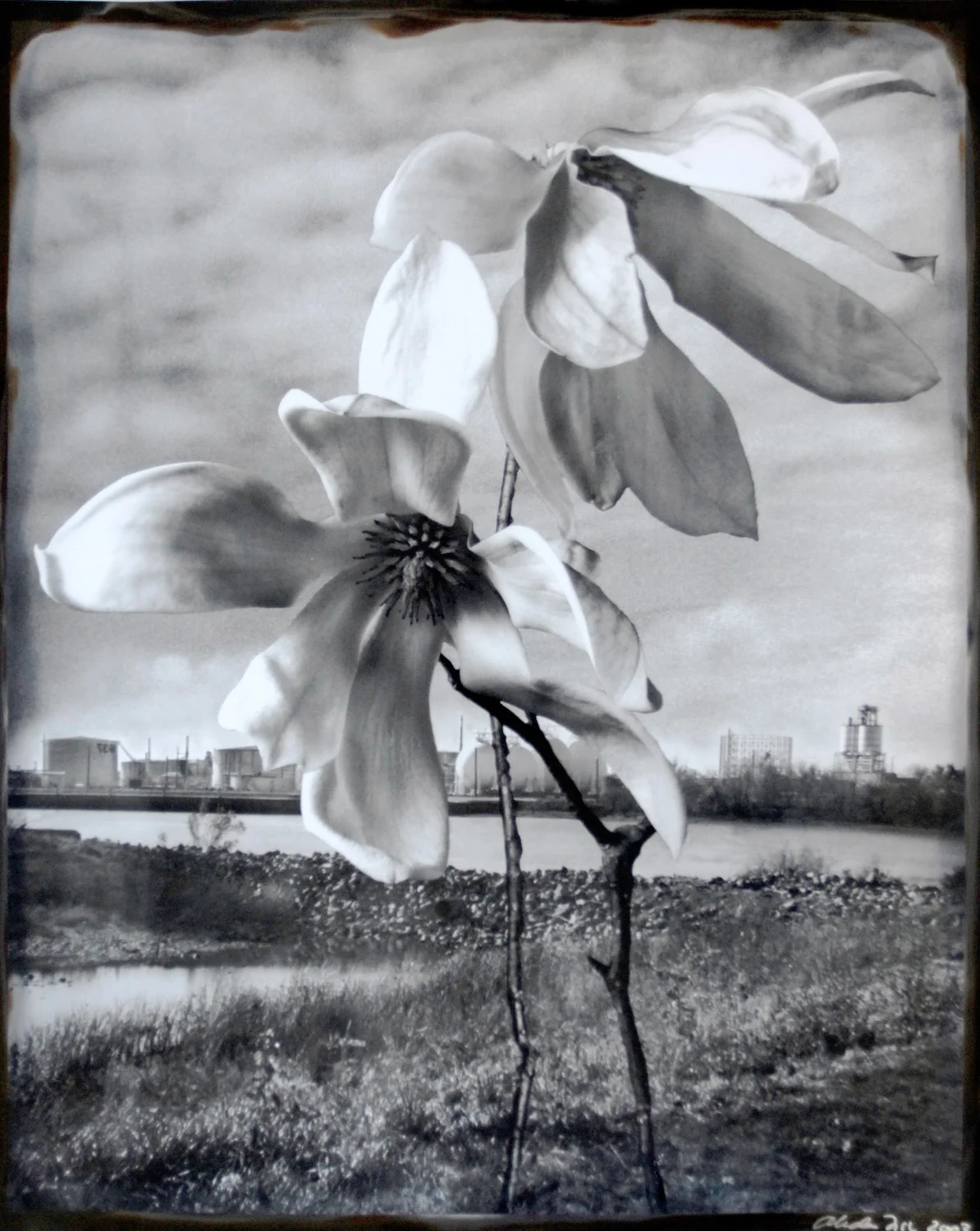 Bartram's Magnolias