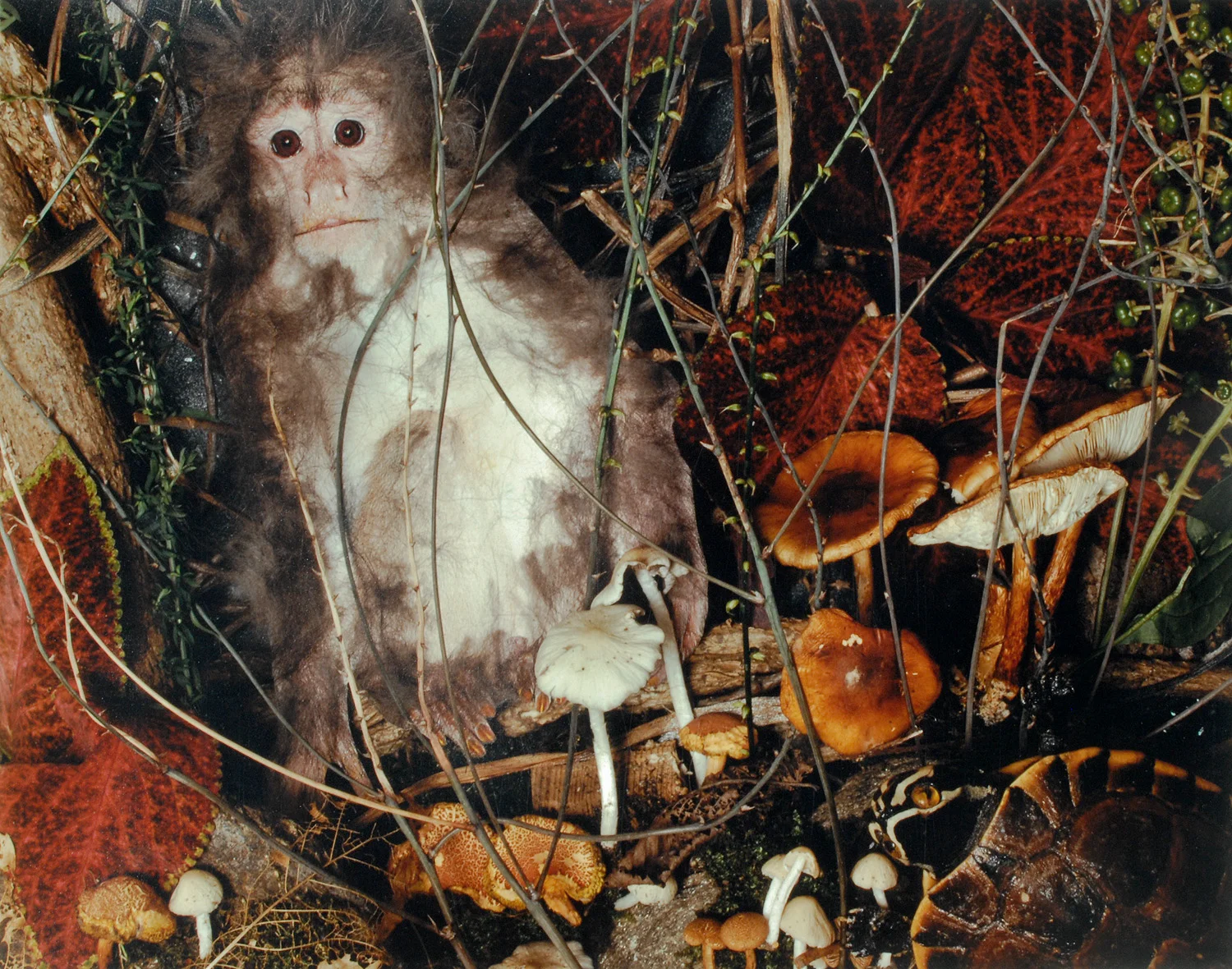 Mushroom Monkey