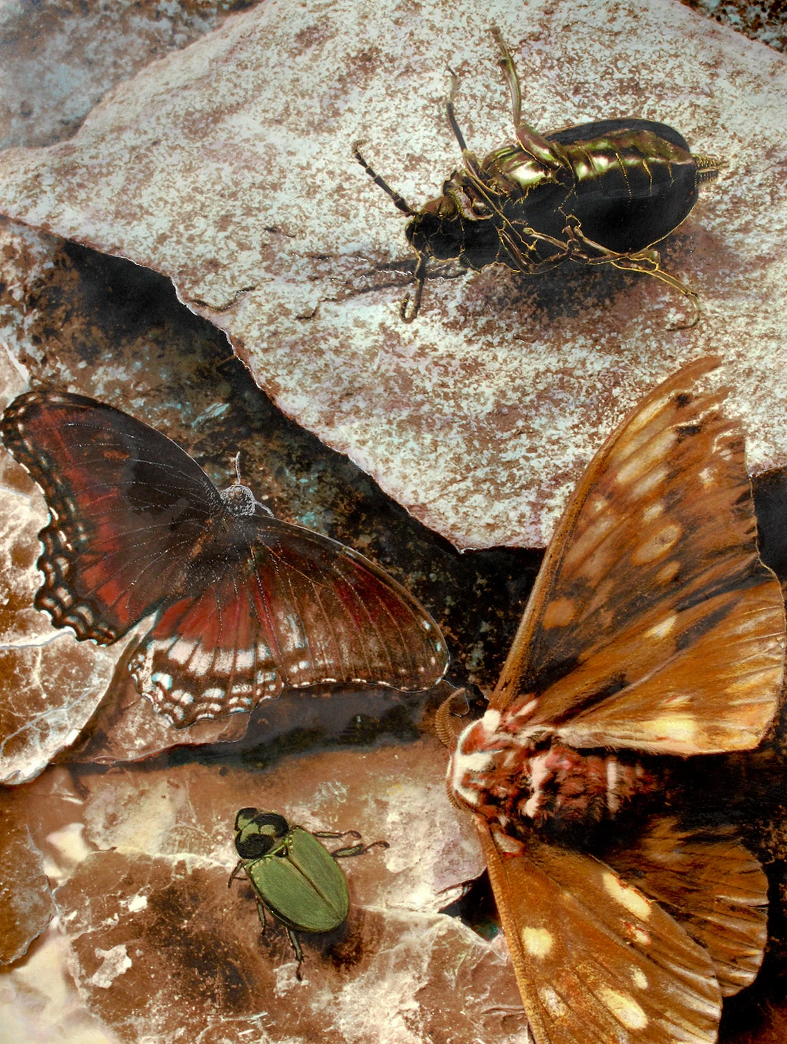 Bug Disaster