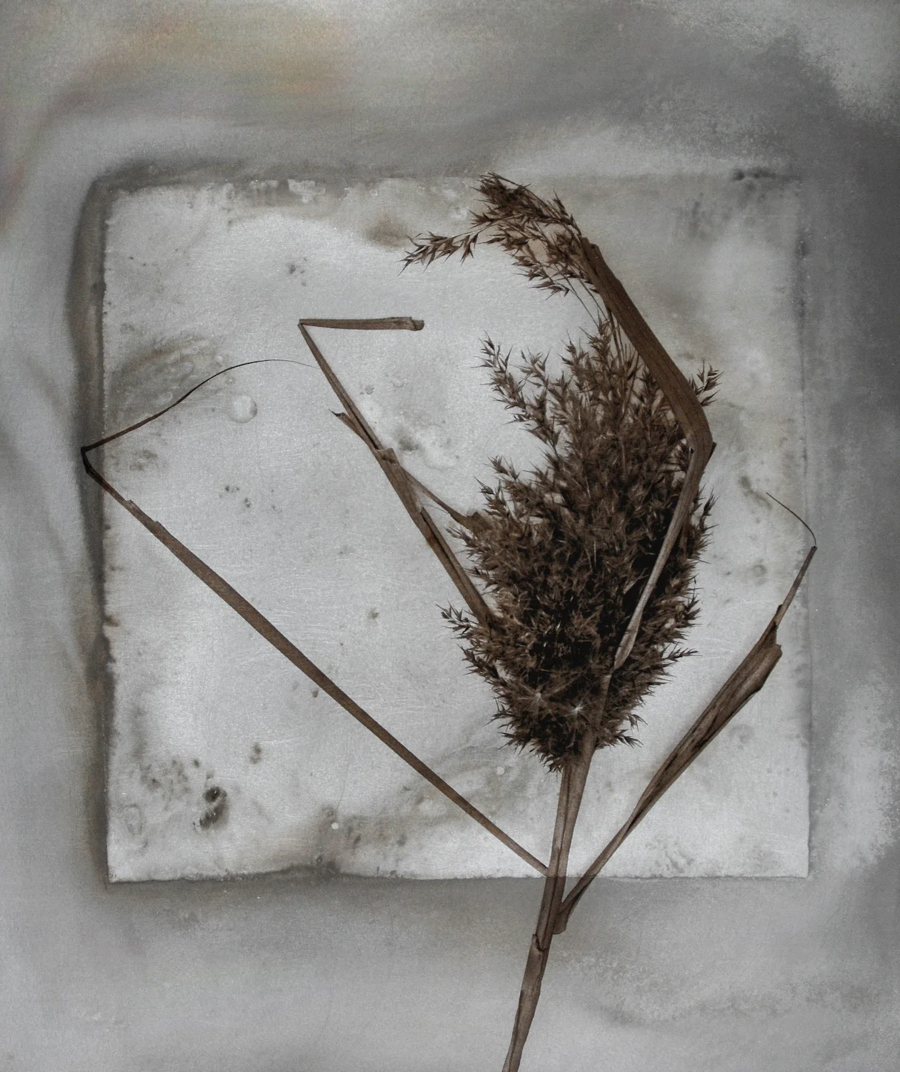 Flag Grass
