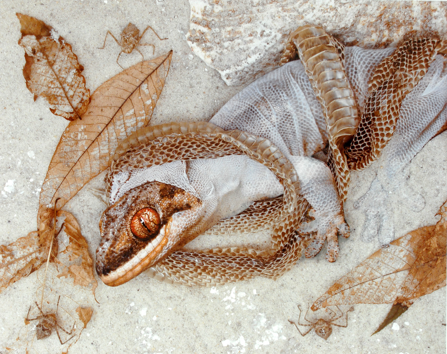 Snake Skin Lizard