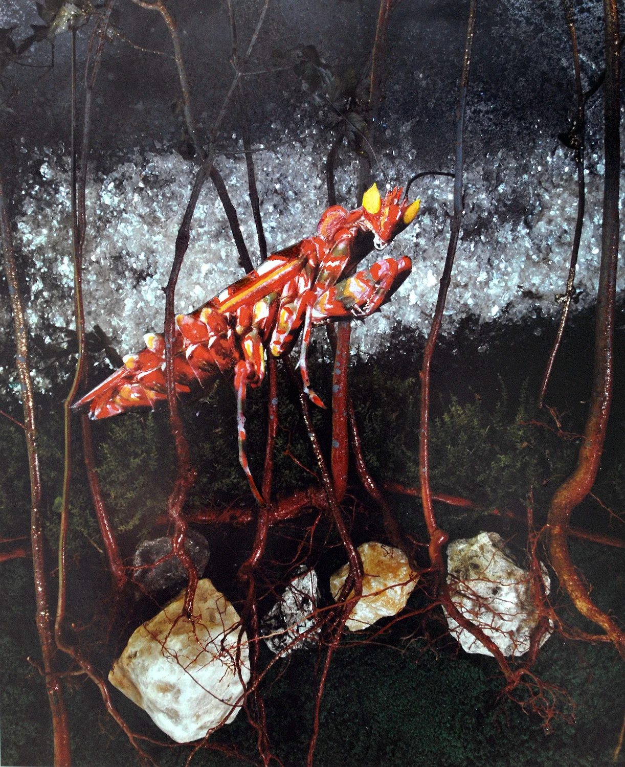 Red Mantis