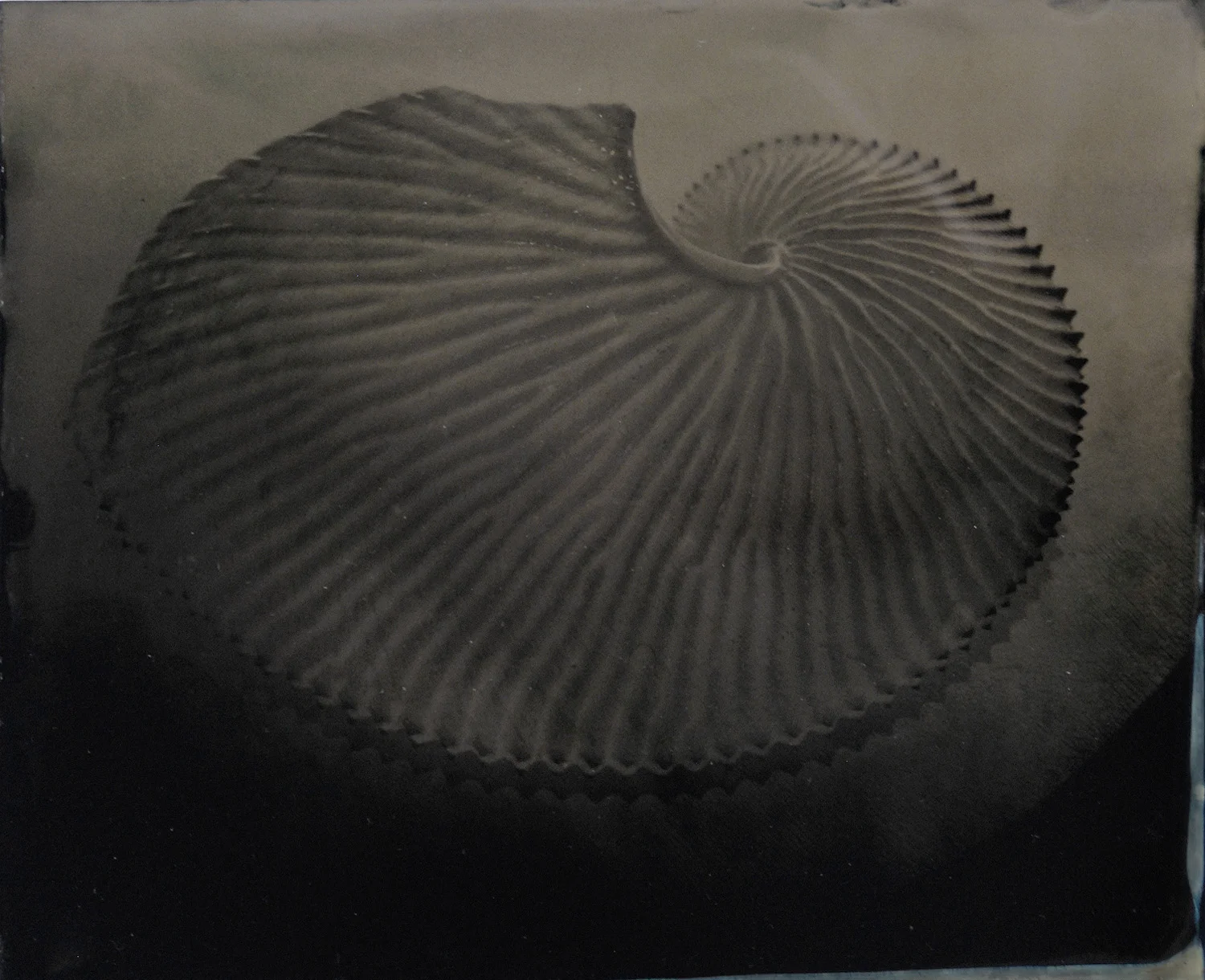 Nautilus Shell