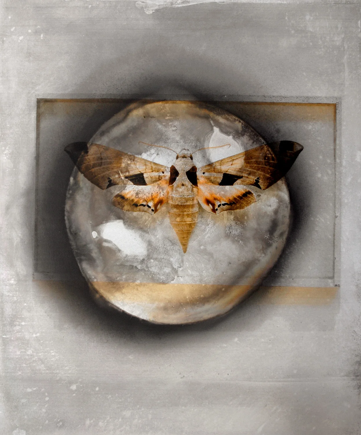 Metcalf_Moth_In_Place_Griswold_Fish.jpg
