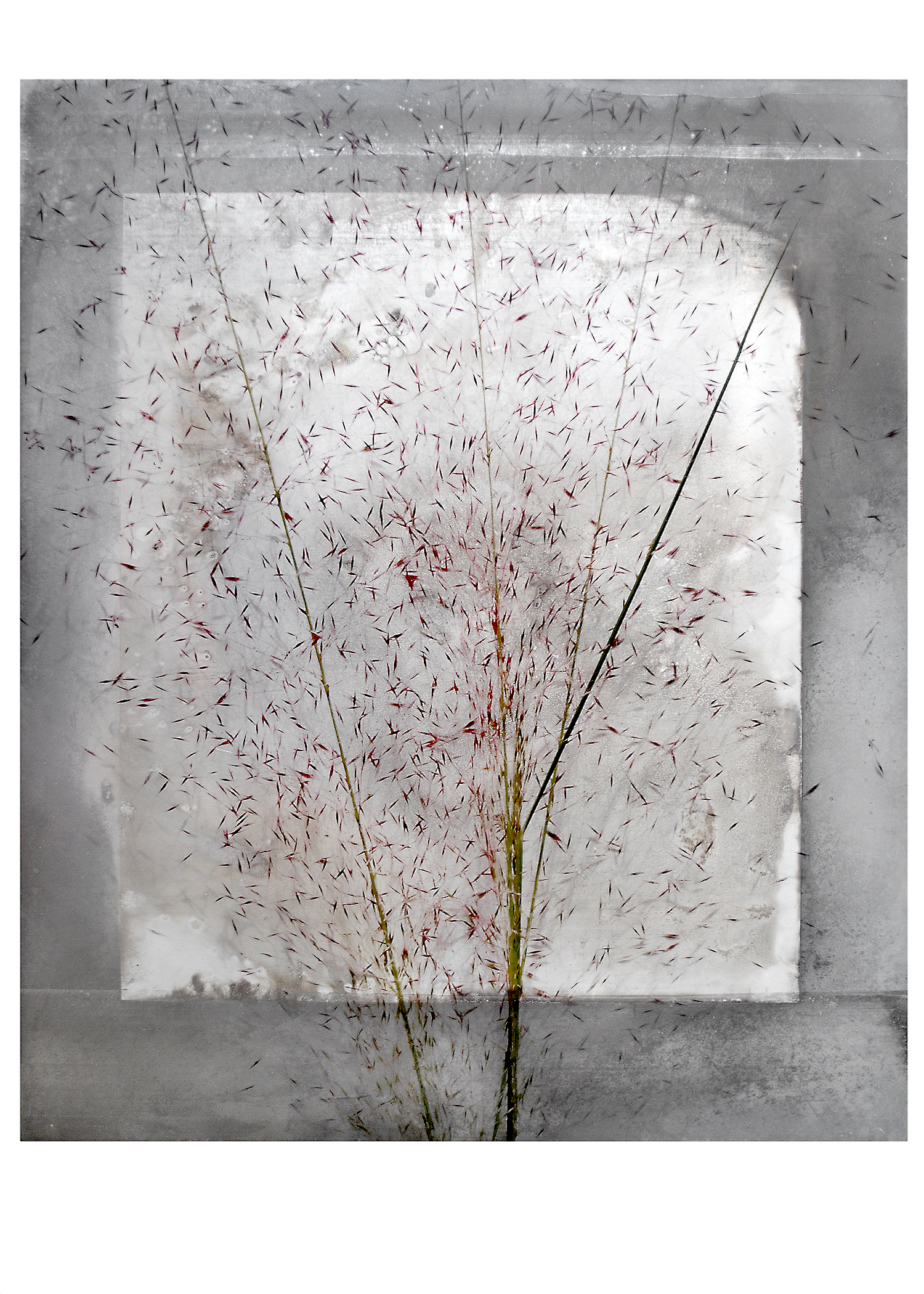 Seed Burst 2 , 2016, 24 x 20 inches