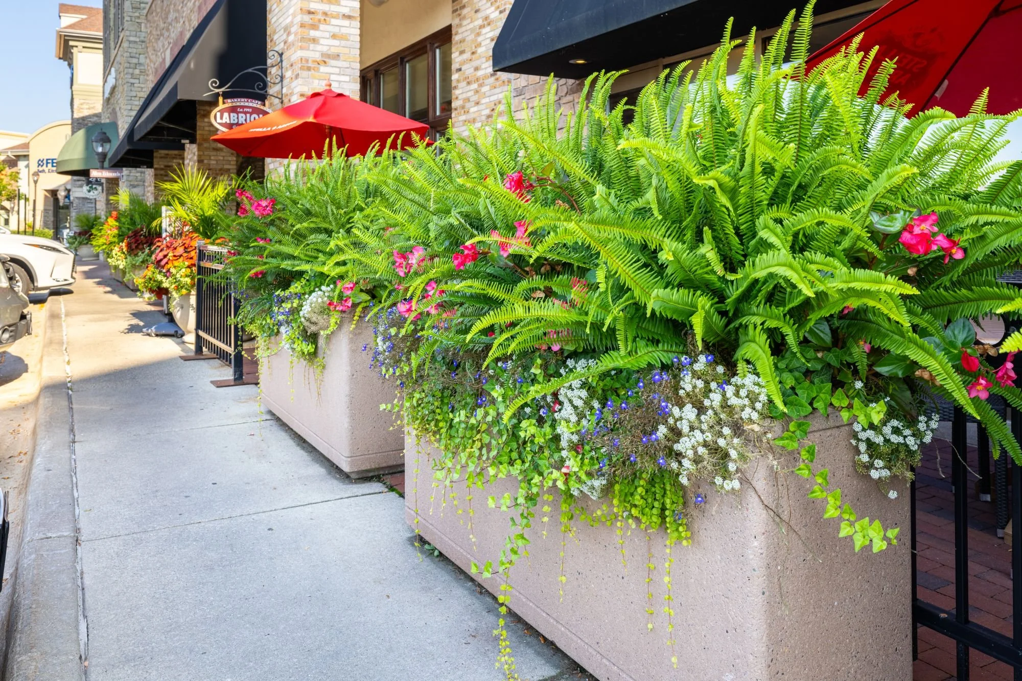 summer flowers 9.jpg