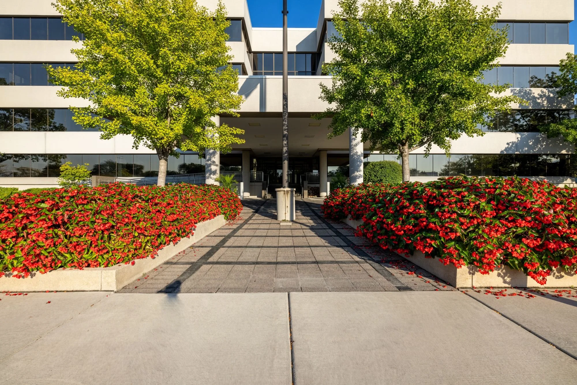 summer flowers (3).jpg