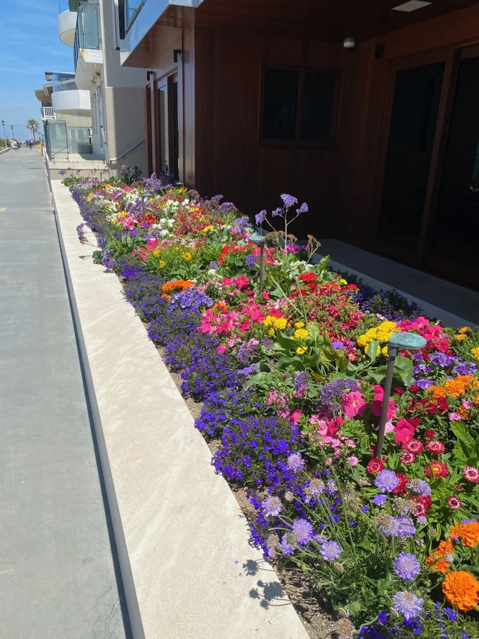 summer flowers (9).jpg