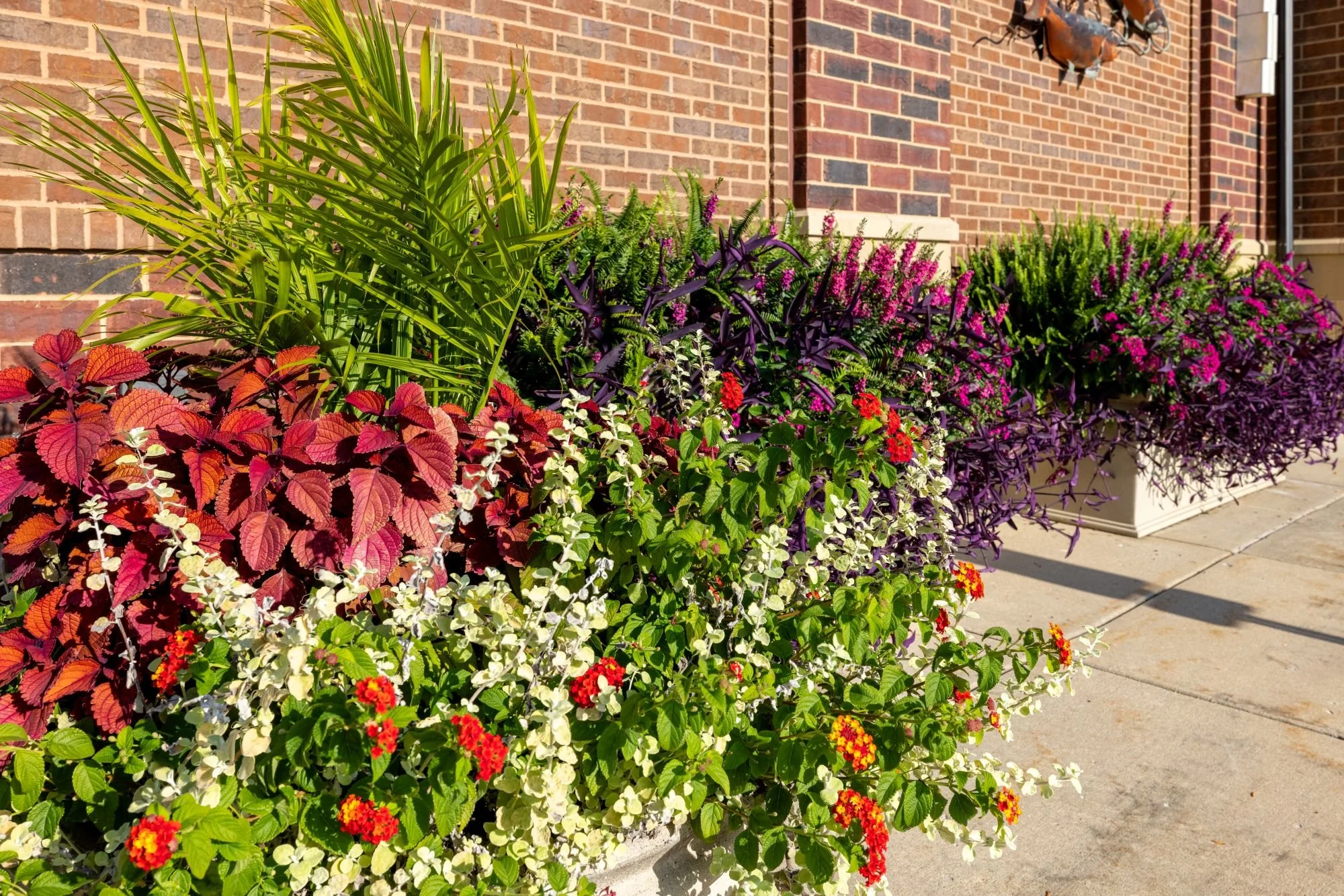 summer flowers 6.jpg