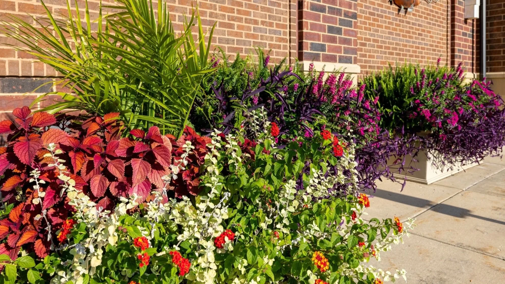 summer flowers 6.jpg