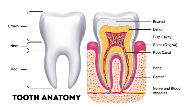 Burlington-dentist-tooth-anathomy.jpg