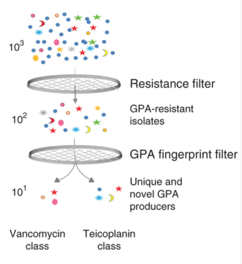 Identifying producers of antibacterial compounds by screening for antibiotic resistance