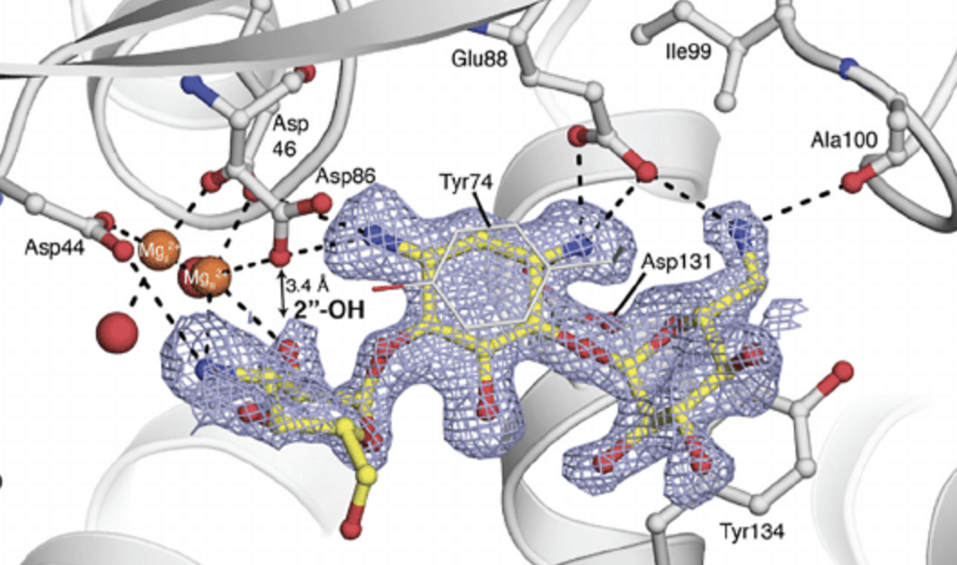 Structural and molecular basis for resistance to aminoglycoside antibiotics by the adenylyltransferase ANT (2 ″)-Ia