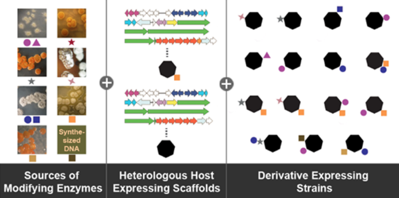 How To Make a Glycopeptide: A Synthetic Biology Approach To Expand Antibiotic Chemical Diversity