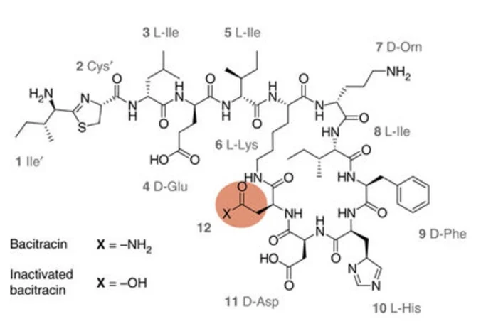 A diverse intrinsic antibiotic resistome from a cave bacterium