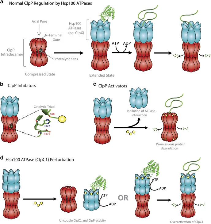 Bacterial proteases, untapped antimicrobial drug targets.