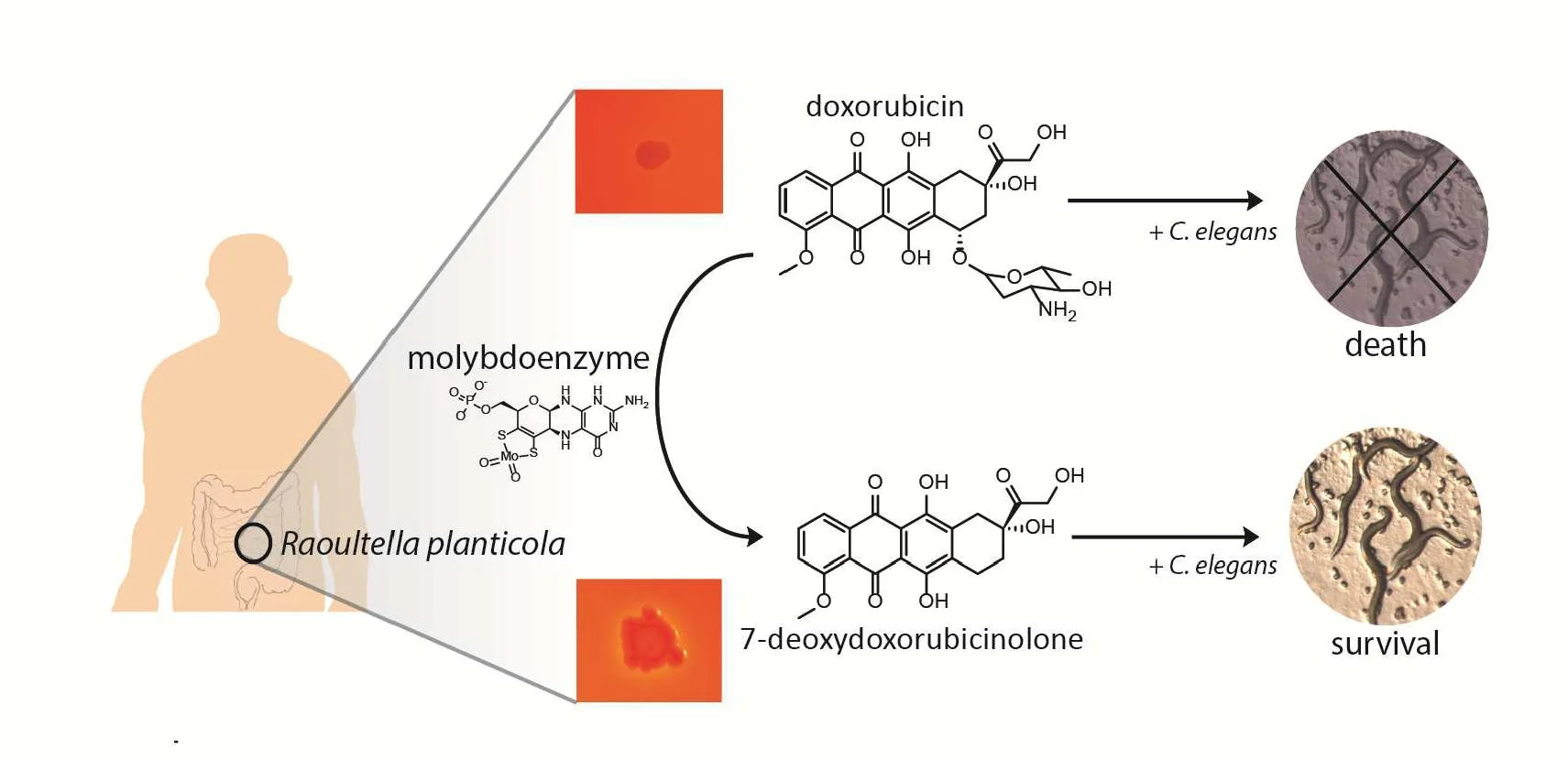 Transformation of the anticancer drug doxorubicin in the human gut microbiome
