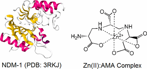 Probing the Interaction of Aspergillomarasmine A with Metallo-β-lactamases NDM-1, VIM-2, and IMP-7.
