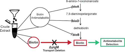 Exploiting the Sensitivity of Nutrient Transporter Deletion Strains in Discovery of Natural Product Antimetabolites.