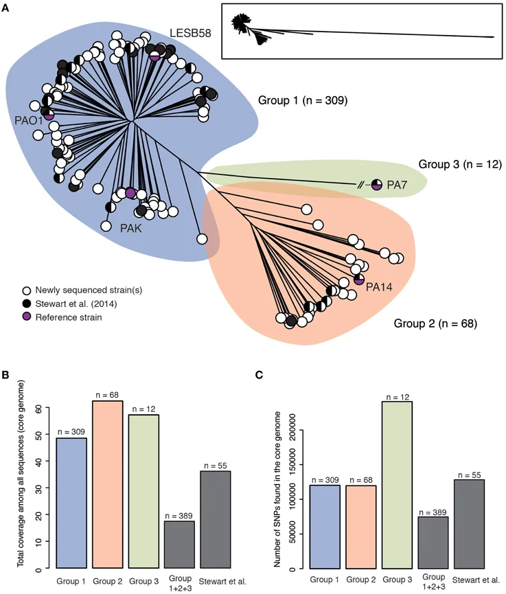 Clinical utilization of genomics data produced by the international Pseudomonas aeruginosa consortium