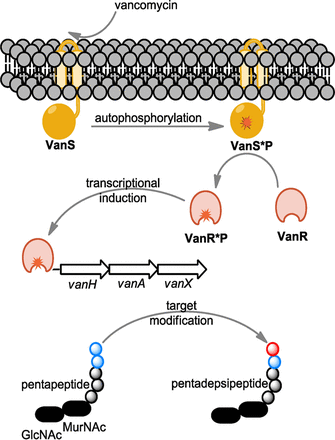 Vancomycin-variable enterococci can give rise to constitutive resistance during antibiotic therapy
