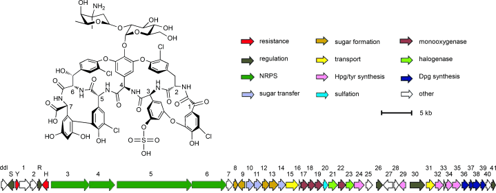 Harnessing the Synthetic Capabilities of Glycopeptide Antibiotic Tailoring Enzymes: Characterization of the UK‐68,597 Biosynthetic Cluster