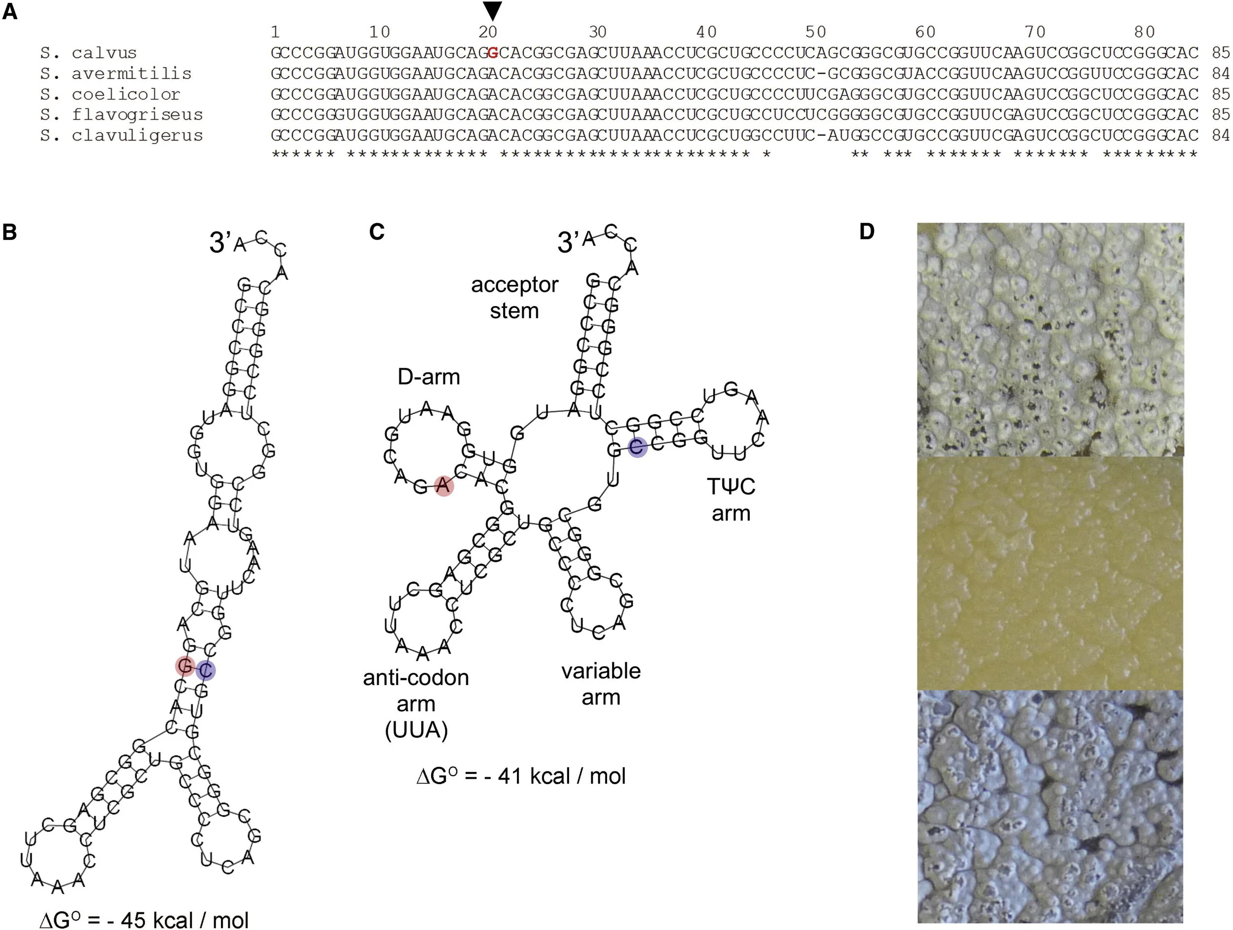 A cryptic polyene biosynthetic gene cluster in Streptomyces calvus is expressed upon complementation with a functional bldA gene