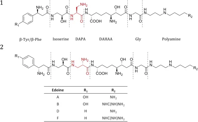Self resistance to the atypical cationic antimicrobial peptide edeine of Brevibacillus brevis Vm4 by the N-acetyltransferase EdeQ