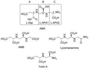 Total Synthesis of Aspergillomarasmine A and Related Compounds: A Sulfamidate Approach Enables Exploration of Structure–Activity Relationships