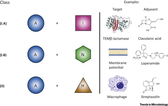 Antibiotic Adjuvants: Rescuing Antibiotics from Resistance