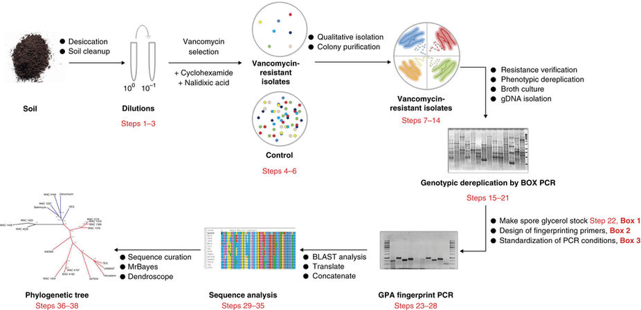 Antibiotic resistance–mediated isolation of scaffold-specific natural product producers