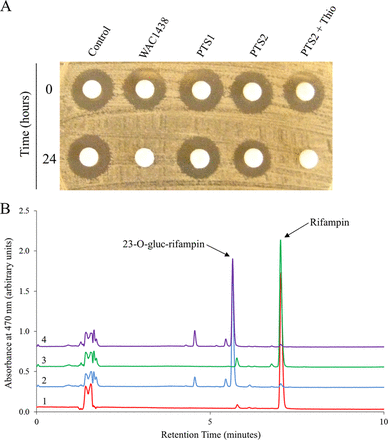 Characterization of a rifampin-inactivating glycosyltransferase from a screen of environmental actinomycetes