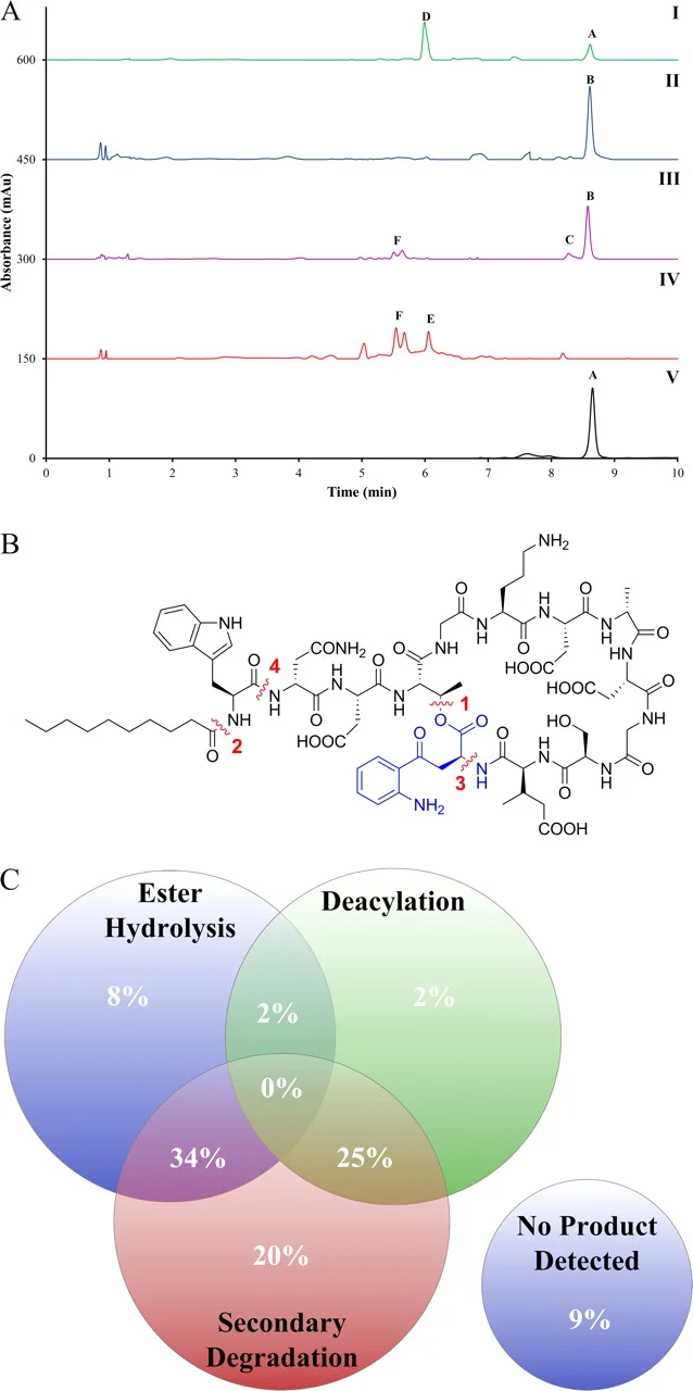 Inactivation of the lipopeptide antibiotic daptomycin by hydrolytic mechanisms