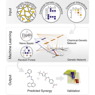 Prediction of Synergism from Chemical-Genetic Interactions by Machine Learning.