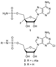 Biosynthesis of the Fluorinated Natural Product Nucleocidin in Streptomyces calvus Is Dependent on the bldA‐Specified Leu‐tRNAUUA Molecule