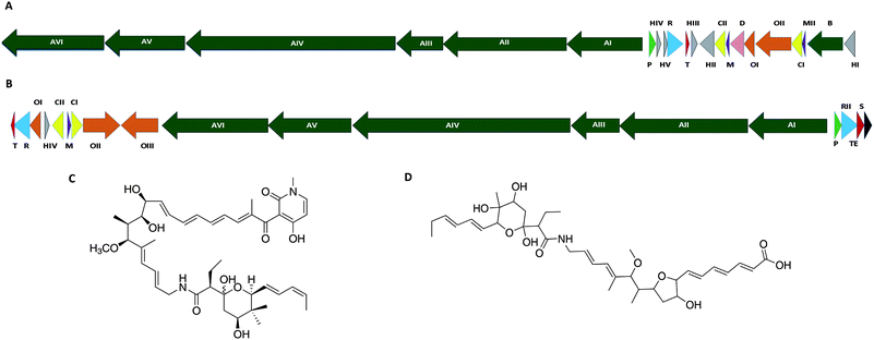 Biosynthetic gene cluster and antimicrobial activity of the elfamycin antibiotic factumycin