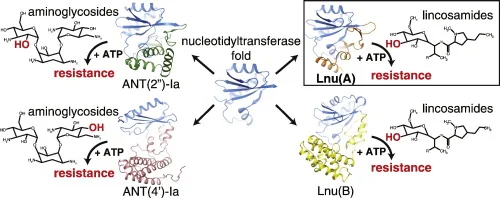 Structural and functional plasticity of antibiotic resistance nucleotidylyltransferases revealed by molecular characterization of lincosamide nucleotidylyltransferases lnu (A) and lnu (D)