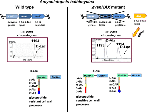 Alternative pathway to a glycopeptide-resistant cell wall in the balhimycin producer Amycolatopsis balhimycina