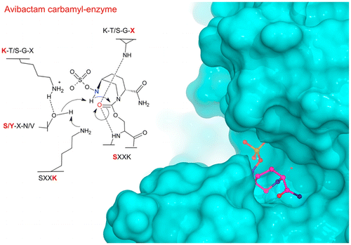 Molecular mechanism of avibactam-mediated β-lactamase inhibition