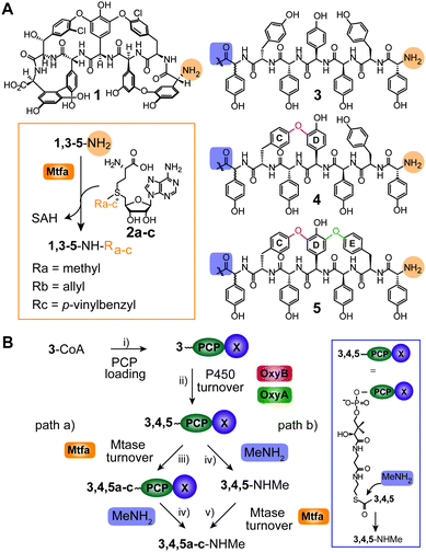 Catalytic promiscuity of glycopeptide N-methyltransferases enables bio-orthogonal labelling of biosynthetic intermediates