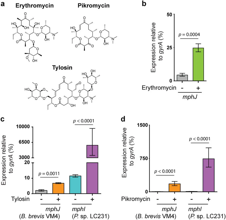 The complex resistomes of Paenibacillaceae reflect diverse antibiotic chemical ecologies.