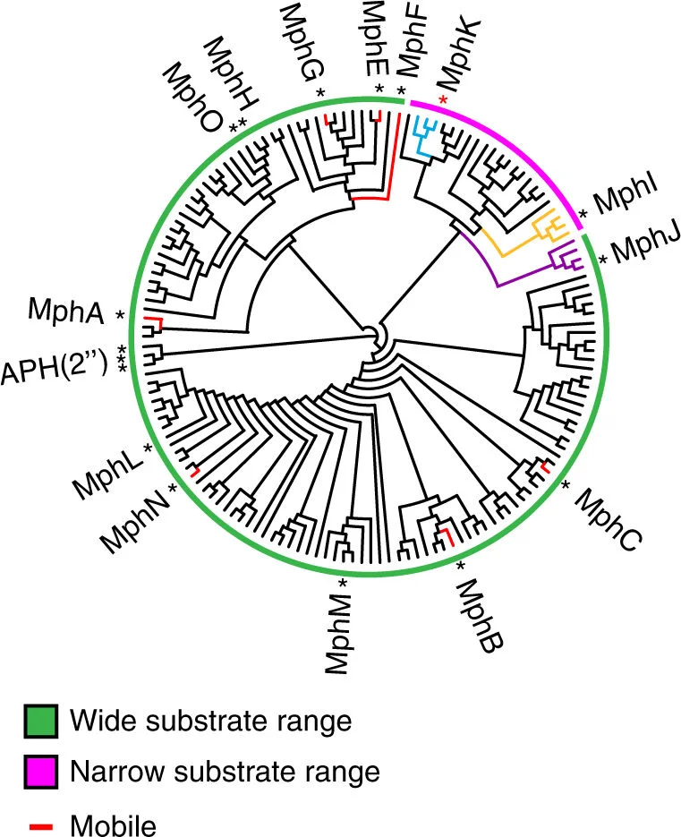 The evolution of substrate discrimination in macrolide antibiotic resistance enzymes.