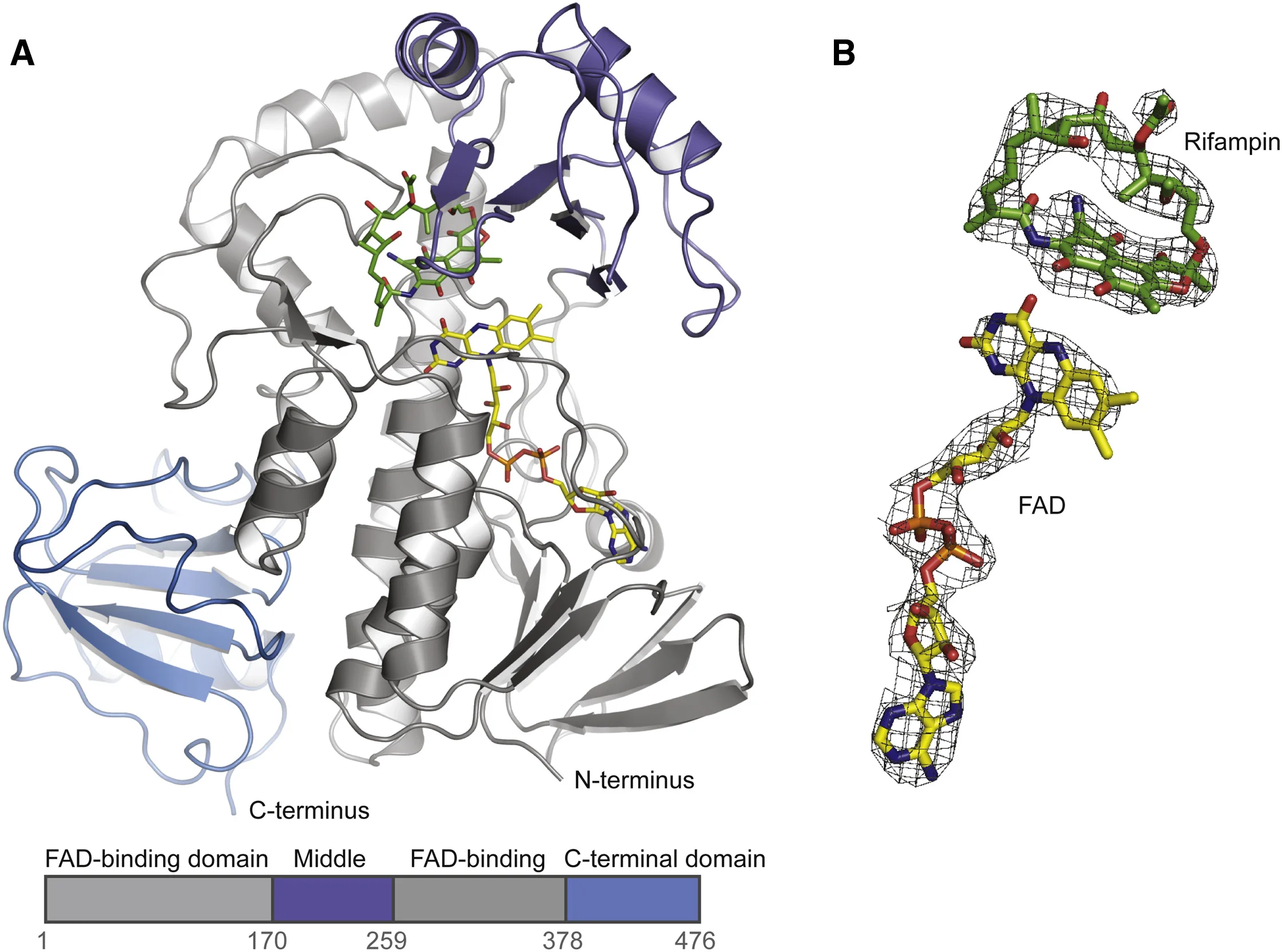 Rox, a Rifamycin Resistance Enzyme with an Unprecedented Mechanism of Action.