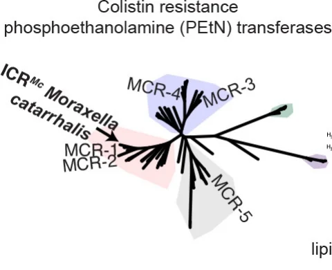 Substrate Recognition by a Colistin Resistance Enzyme from Moraxella catarrhalis