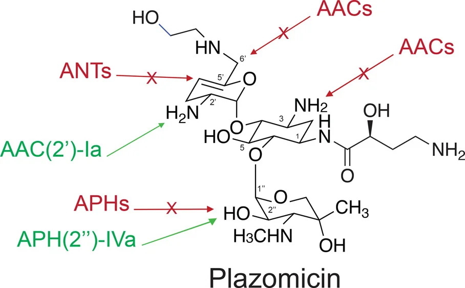 Plazomicin Retains Antibiotic Activity against Most Aminoglycoside Modifying Enzymes