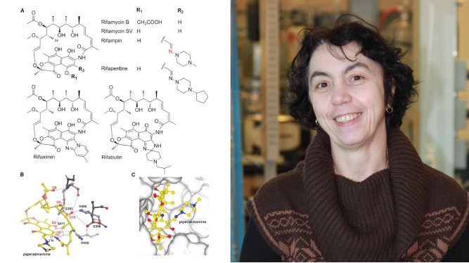 Rox, a Rifamycin Resistance Enzyme